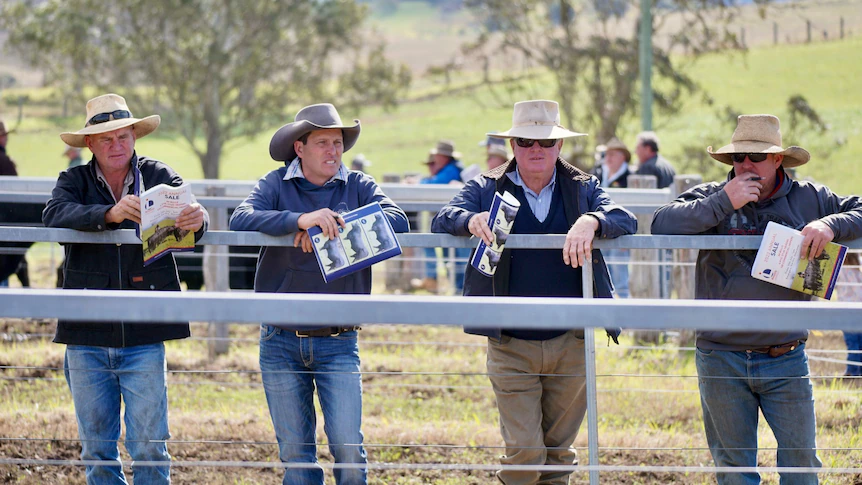 Traders spend substantial on bulls despite FMD threat as sale costs upward push by 20 per cent