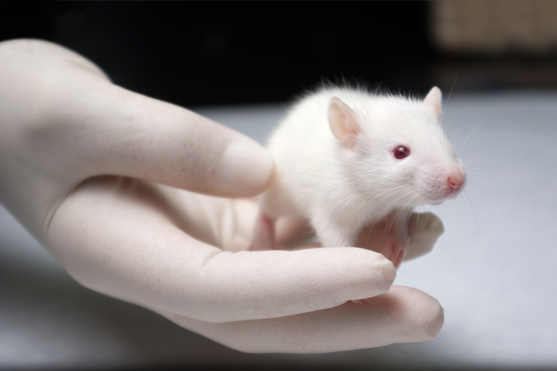 These sterile mice had been modified to develop rat sperm