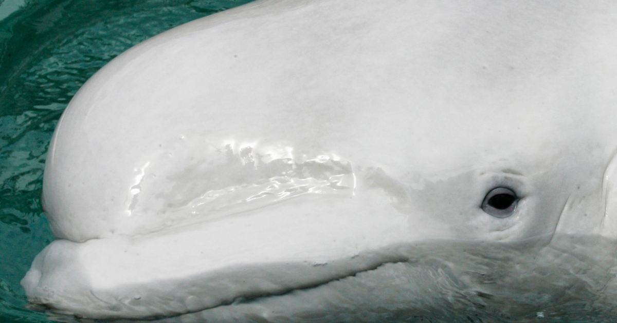 Teams mobilise to relieve underweight beluga whale in Seine River