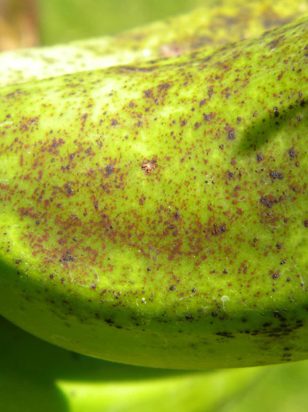 Banana industry on alert as fungal disease spreads by diagram of the Northern Territory