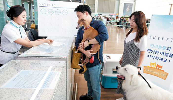 Quiz Rising for Race with Pets on Airplanes