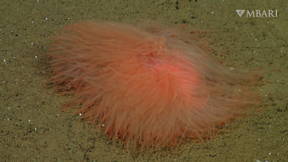 Queer deep-sea worm appears to be like to be as if a colorful lump of spaghetti