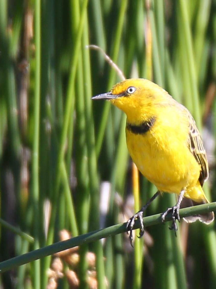 Central Queensland cattlemen’s relaxed touch on the habitat affords severely-endangered birds a chance