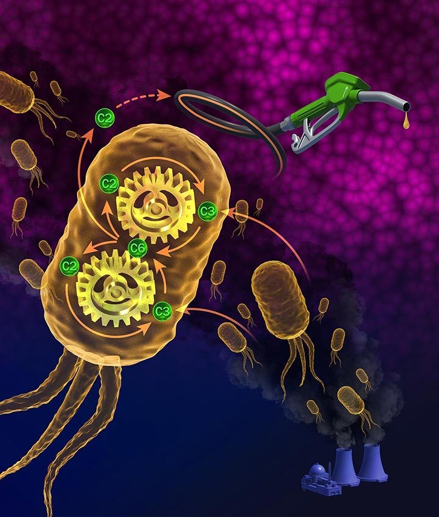 Now not Fair Bread and Beer: Microbes Can Ferment Carbon Dioxide To Originate Gasoline