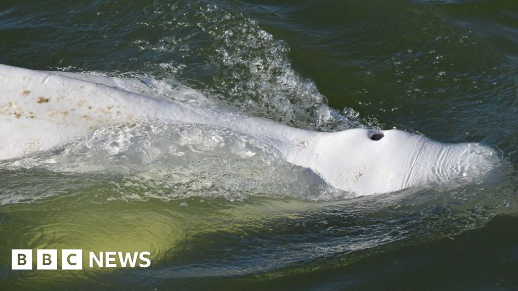 France whale: Misplaced mammal stuck in River Seine to safe vitamin enhance