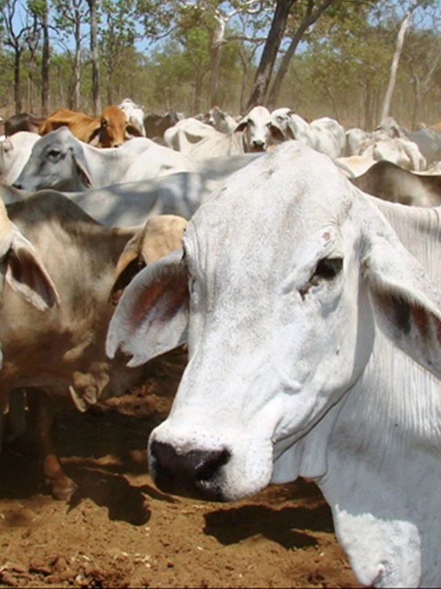 Could well presumably a cattle gene financial institution keep endangered cattle?