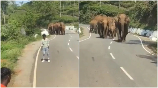 Folk terminate automobile midway to catch selfie with elephant herd. What happens next will fright you