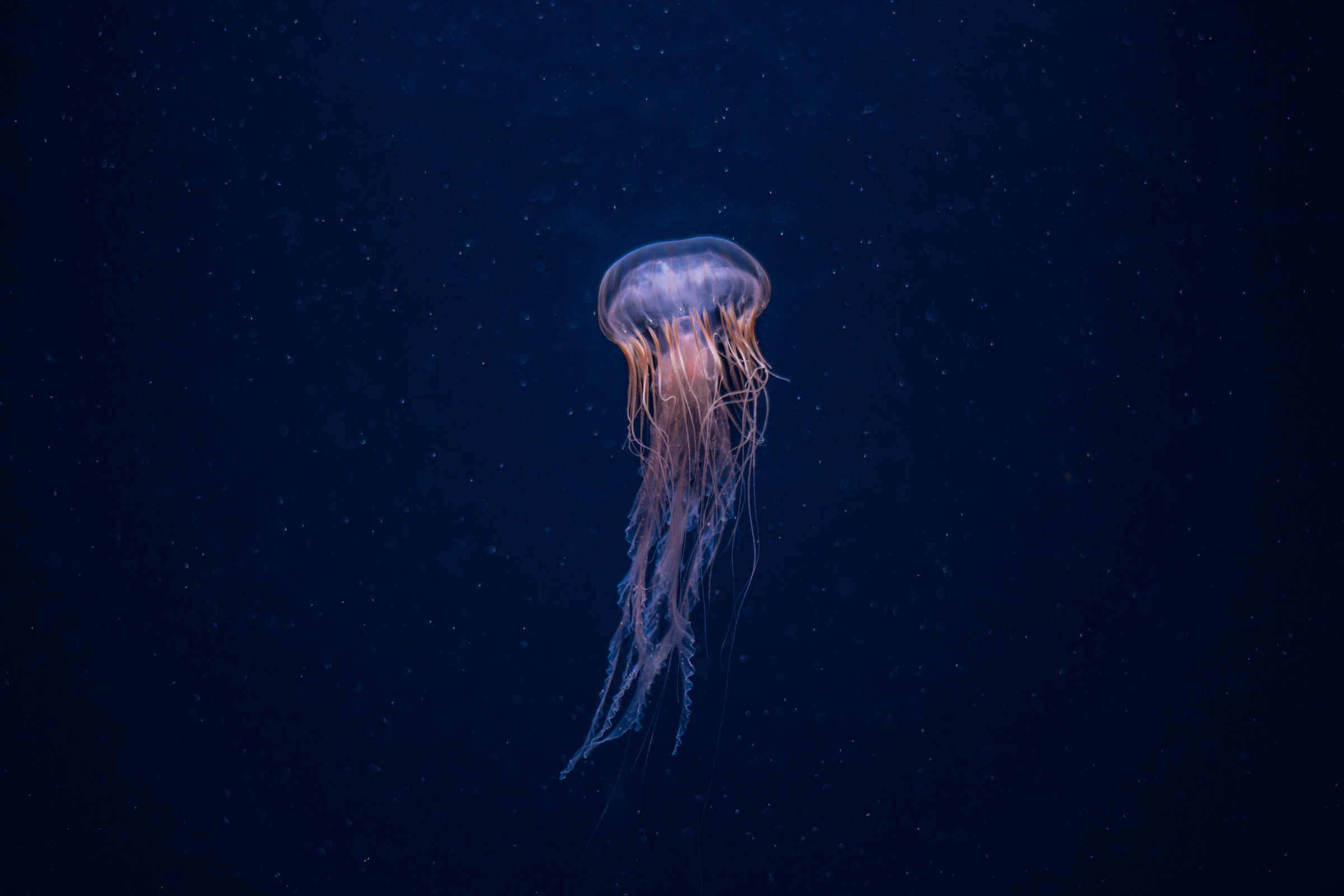 Uncommon jellyfish with pulsing physique captured on video for the essential time in historical previous