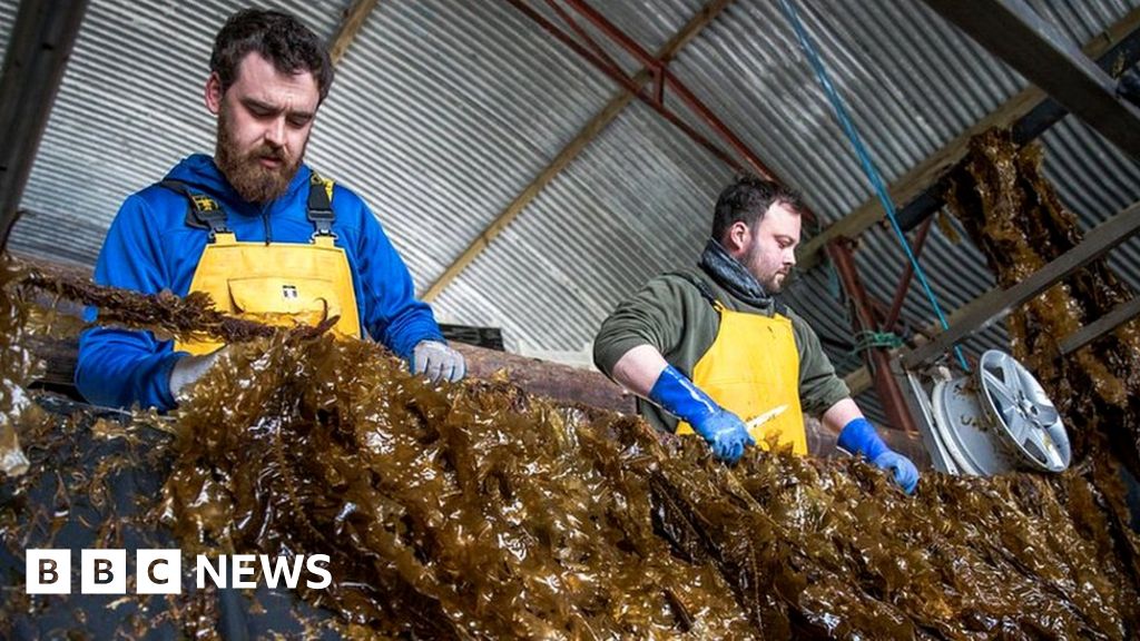 The plans for massive seaweed farms in European waters