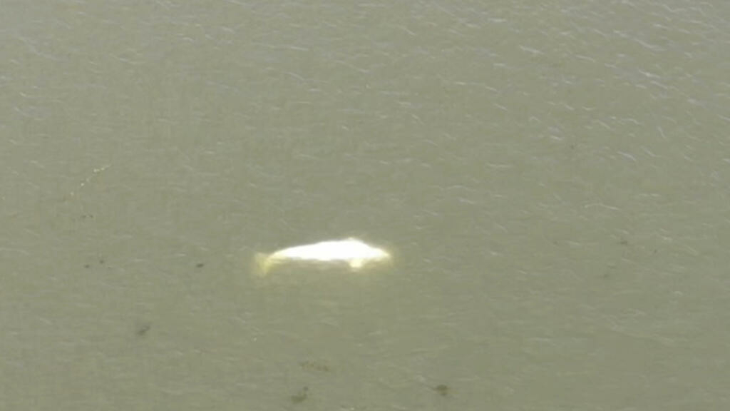 Beluga whale stranded in Seine unruffled alive nonetheless now stationary, NGO says