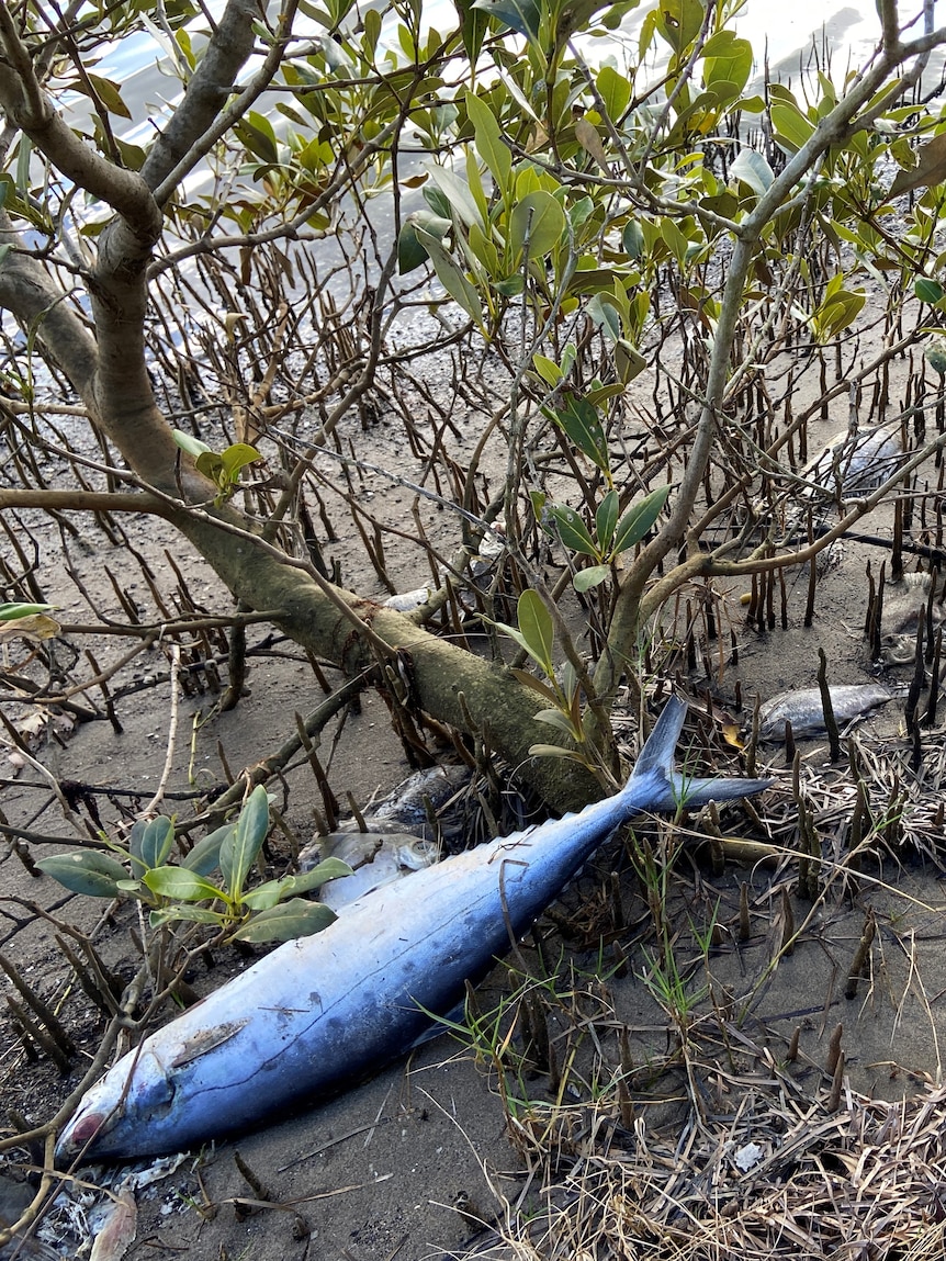 Lake Macquarie fish slay below investigation as a full bunch with ‘greying gills’ wash up dumb