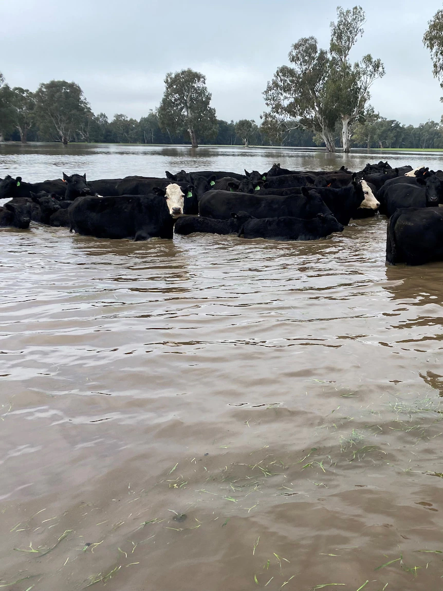 Calves lost amid huge releases from NSW dam as farmers name for better administration