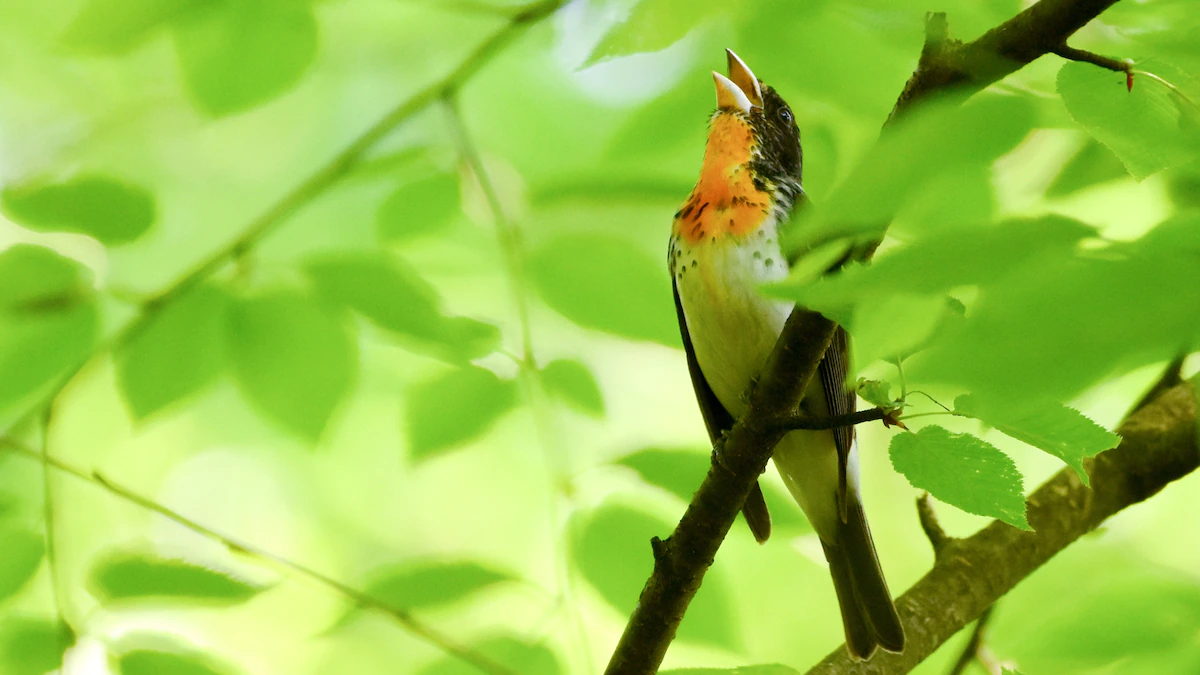 Never-before-considered colourful chicken hybrid surprises scientists