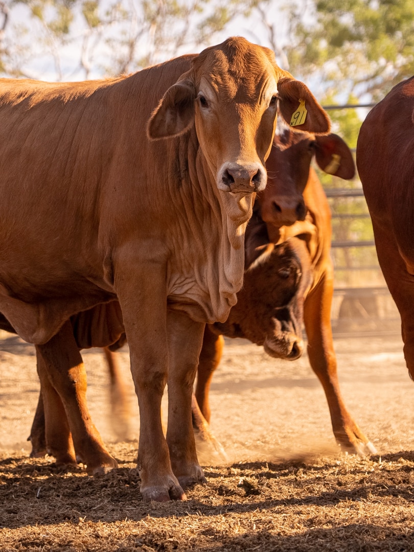 Foot-and-mouth disease menace prompts Victoria to exercise $10m on portable testing labs