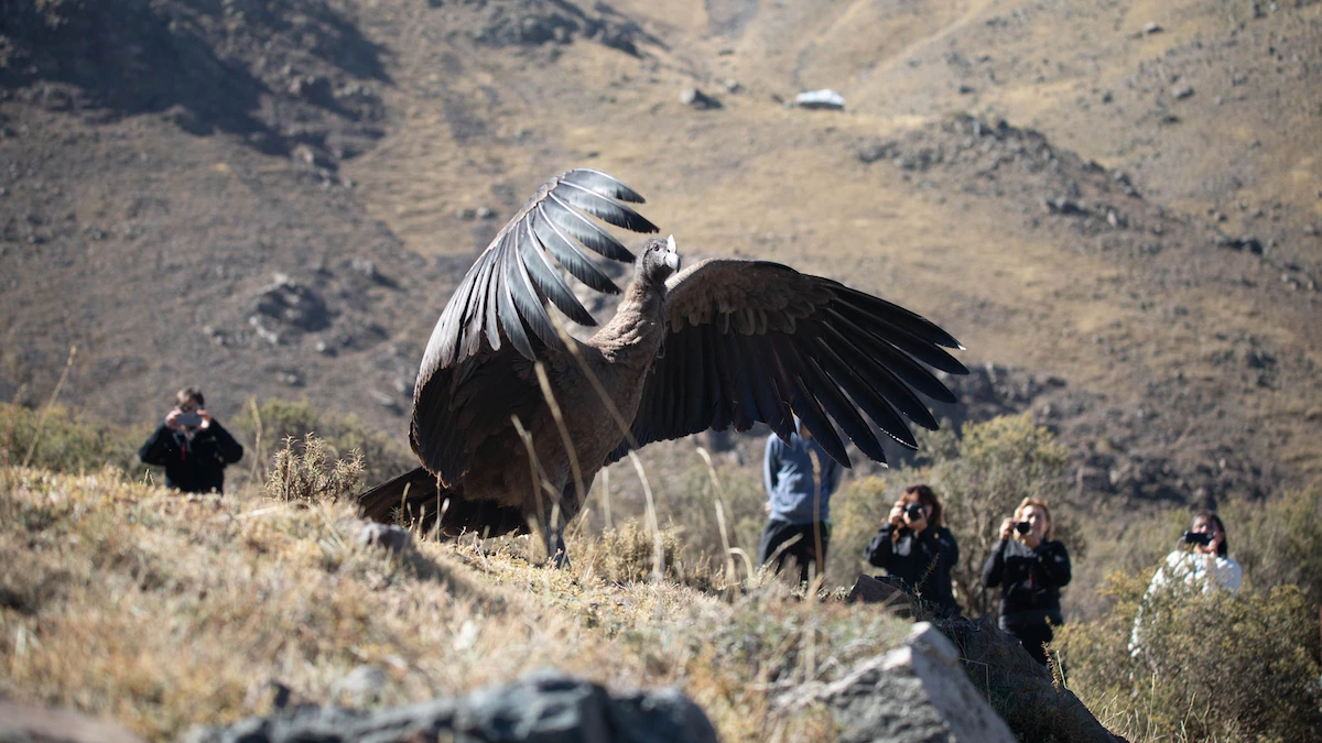 A see inner the monumental effort to connect the Andean condor