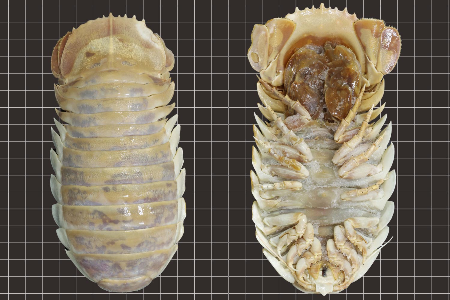 Extensive Unique Deep-Sea Isopod Found in the Gulf of Mexico – 2,500% Better Than Long-established Woodlice