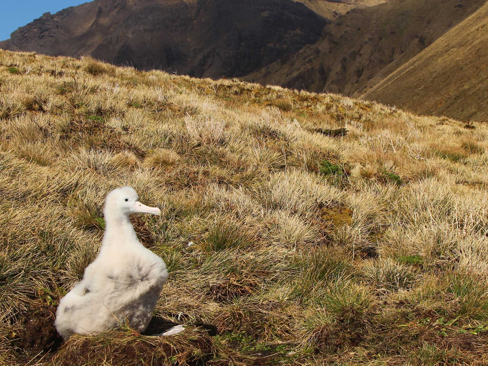 These critically endangered albatrosses are being tormented by mice