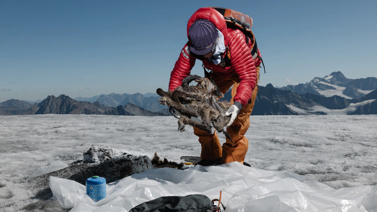 500-year-outmoded “goatelope” mummy level to in melting European glacier