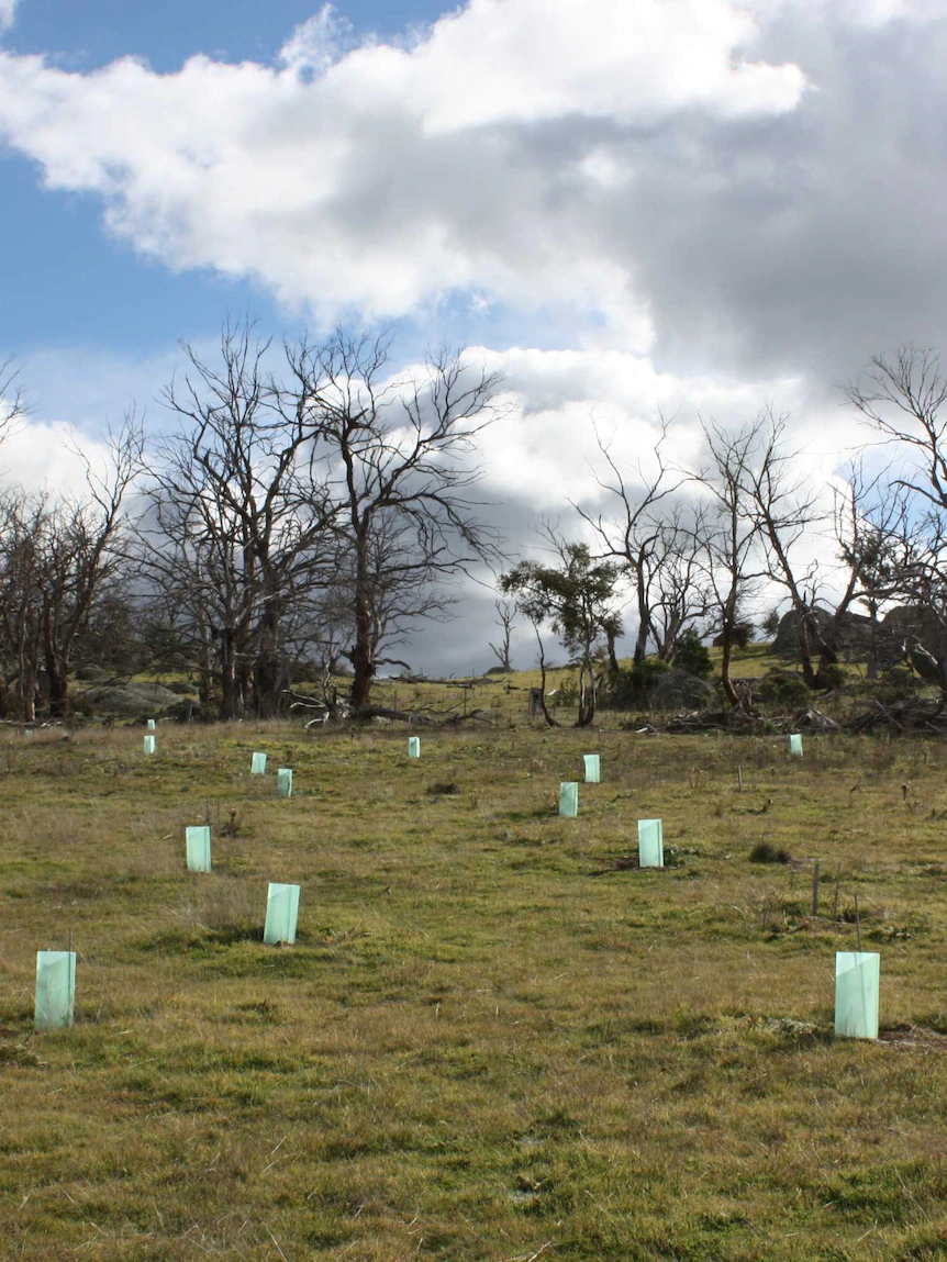 Treechangers, farmers might maybe well maybe form money by storing more carbon in Snowy Monaro