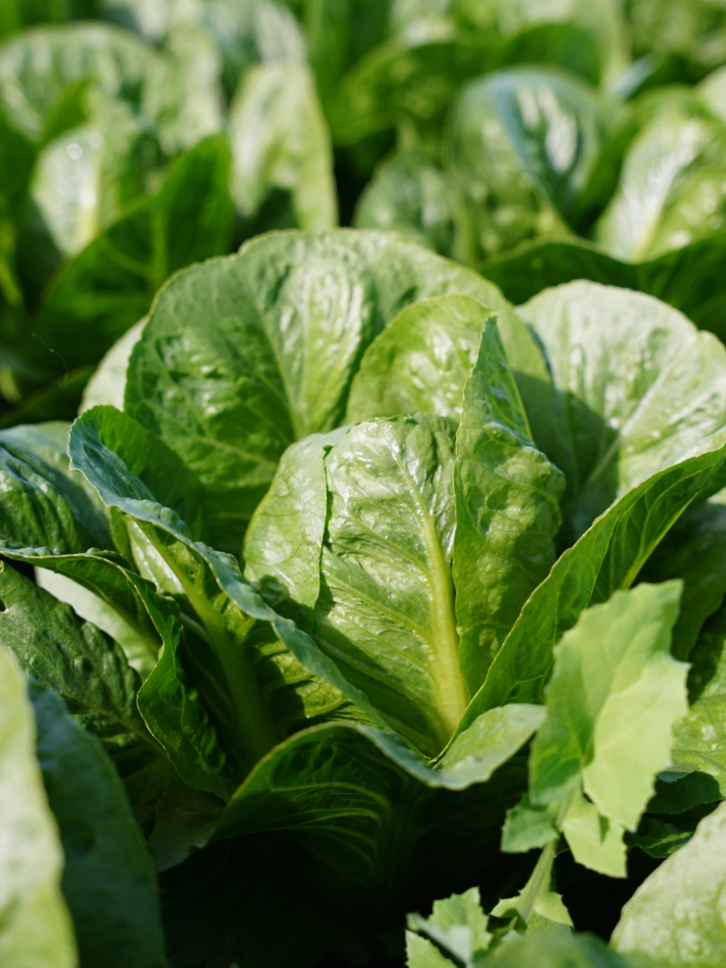 Salad is help on the menu as lettuce designate diagram to tumble to about $2