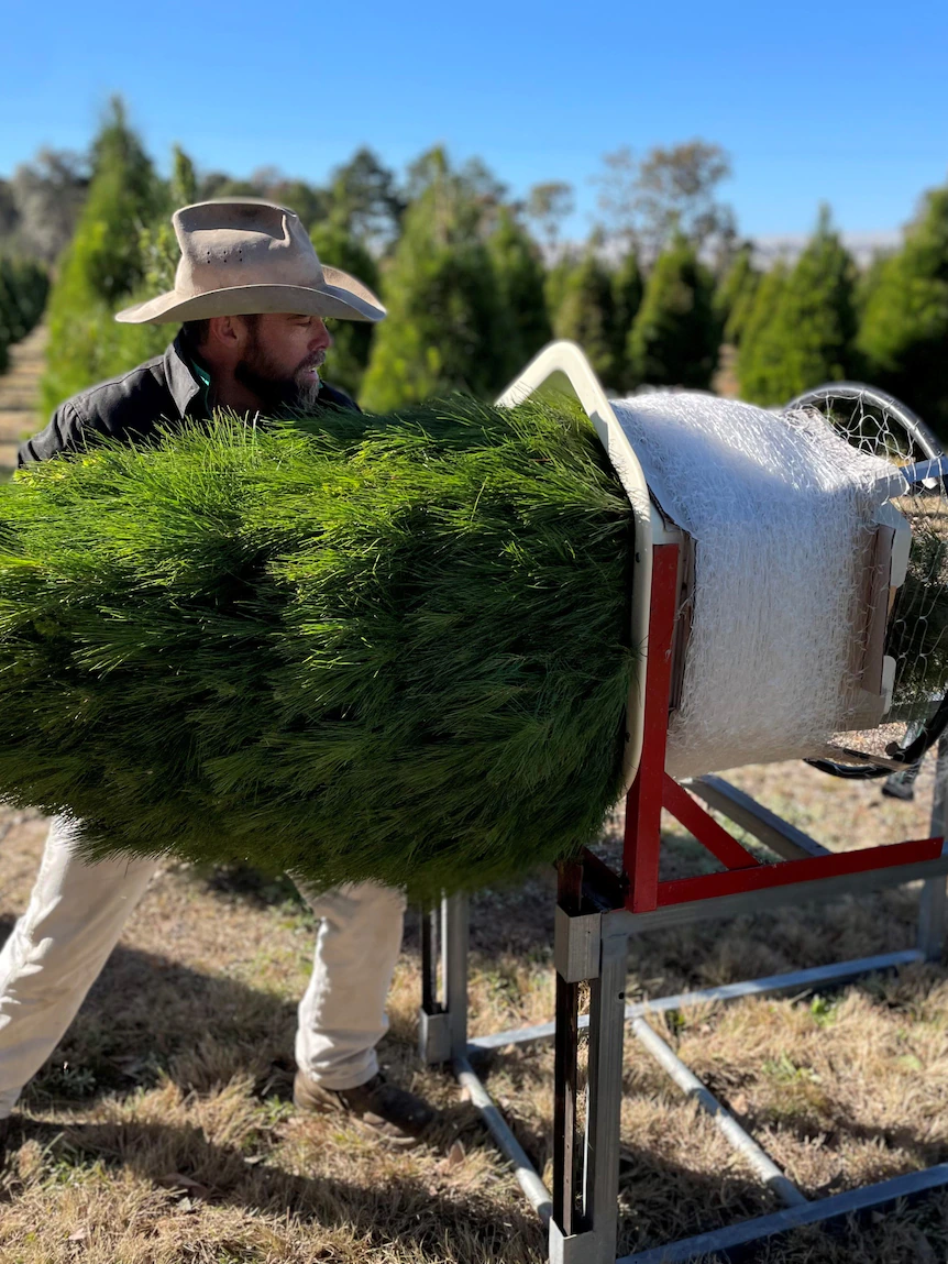 Outback household swaps cows for Christmas trees in Queensland