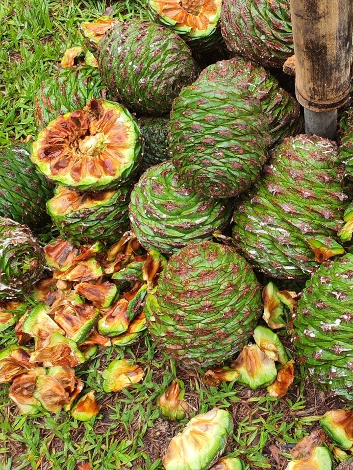 How an feeble dinosaur snack most regularly is a shelf-ready bush meals for Indigenous communities