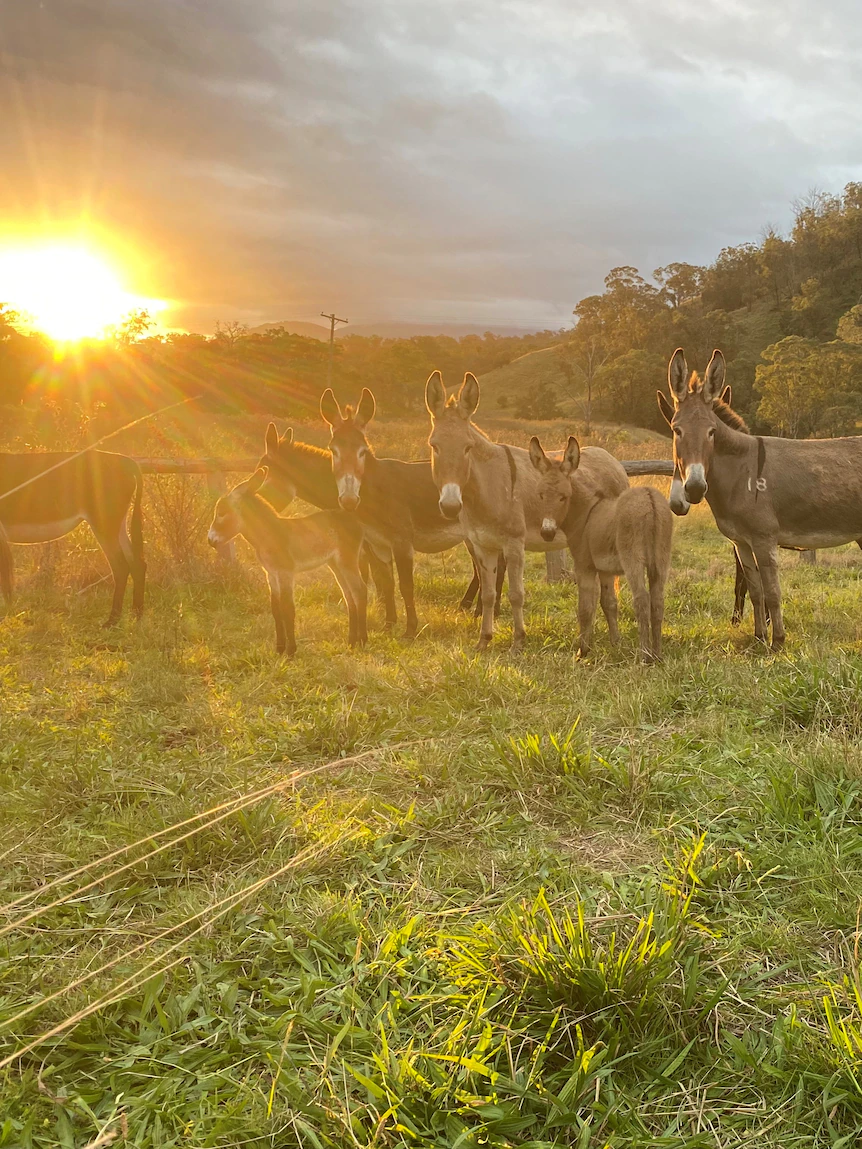 ‘Soul-destroyed’ sheep farmers win hope from as soon as-feral donkeys