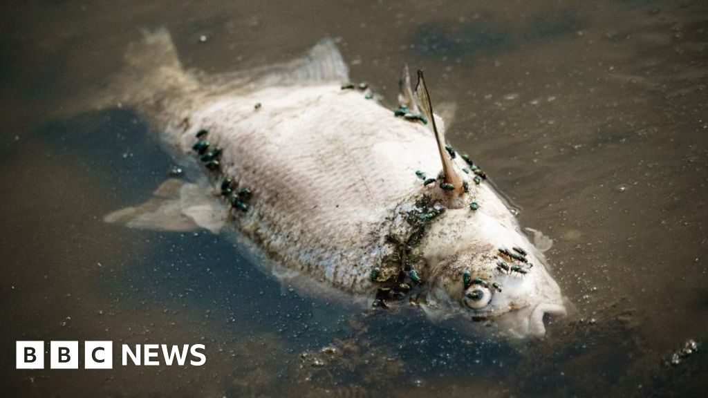 Oder river: Thriller surrounds thousands of fish deaths