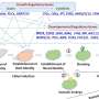 A overview article clarifies genotype-honest plant transformation