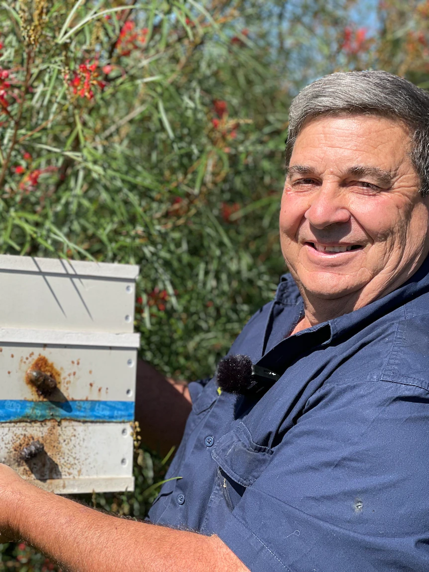 Native bee ‘foster fogeys’ are serving to farmers with a pollination backup concept