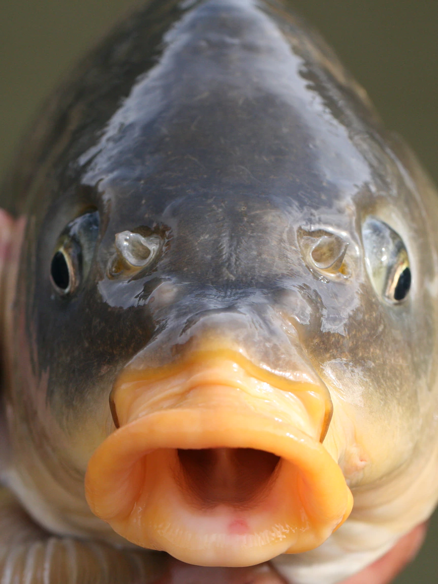 Stinky, covered in mucus and survives in a sewage plant. Would possibly perchance presumably well also this fish be your next budget-pleasant dinner?