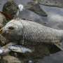 What killed hundreds fish in European river? Mystery deepens