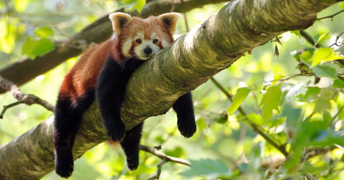 Red Panda Came all over In Fig Tree After Escaping Australian Zoo