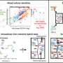 Similarity of hepatocytes from liver and from stem cells improved