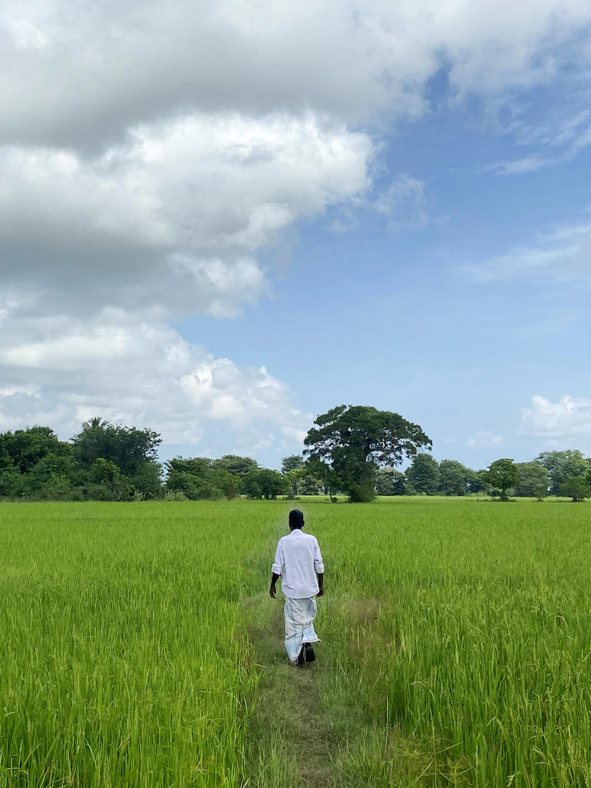 Food disaster looms in Sri Lanka as fertiliser scarcity stunts rice gash