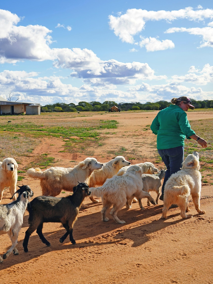Graziers spin from heartbreak to hope after putting stock in maremmas to avoid wasting flock