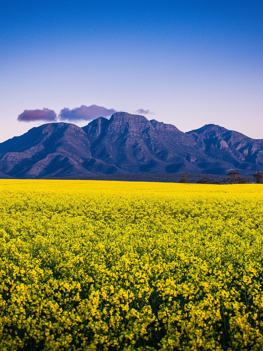 The industry that’s attracting photographers love bees to a flower