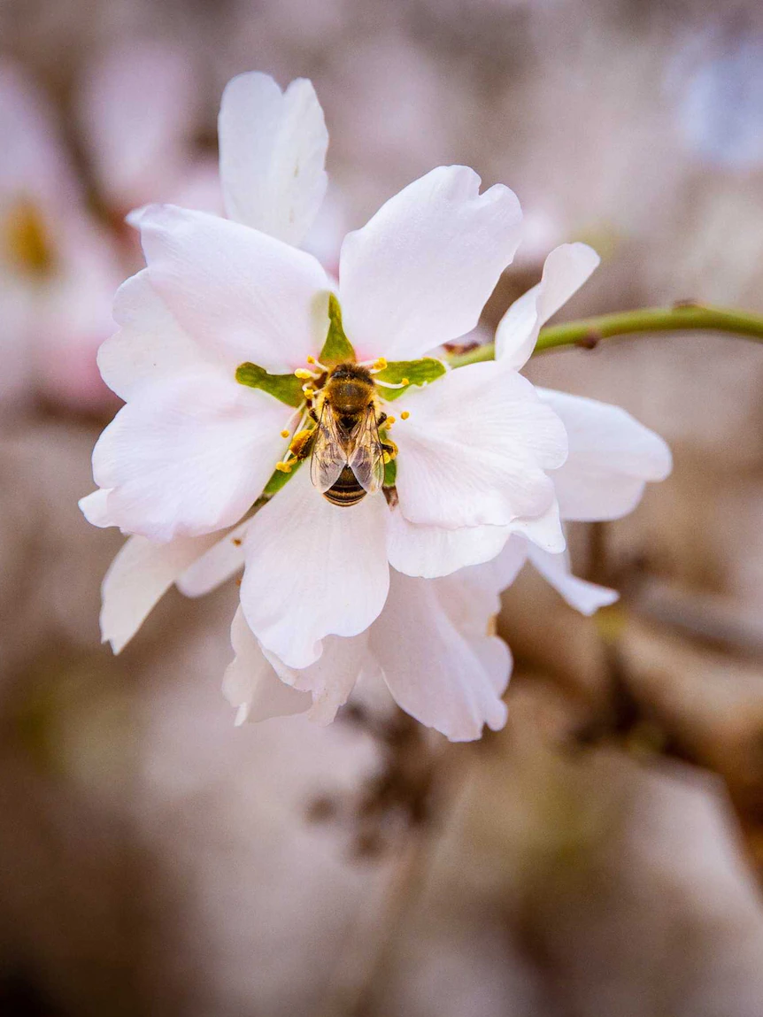 Bee motion restrictions make a selection, however almond growers face a $200m reduction in slit worth