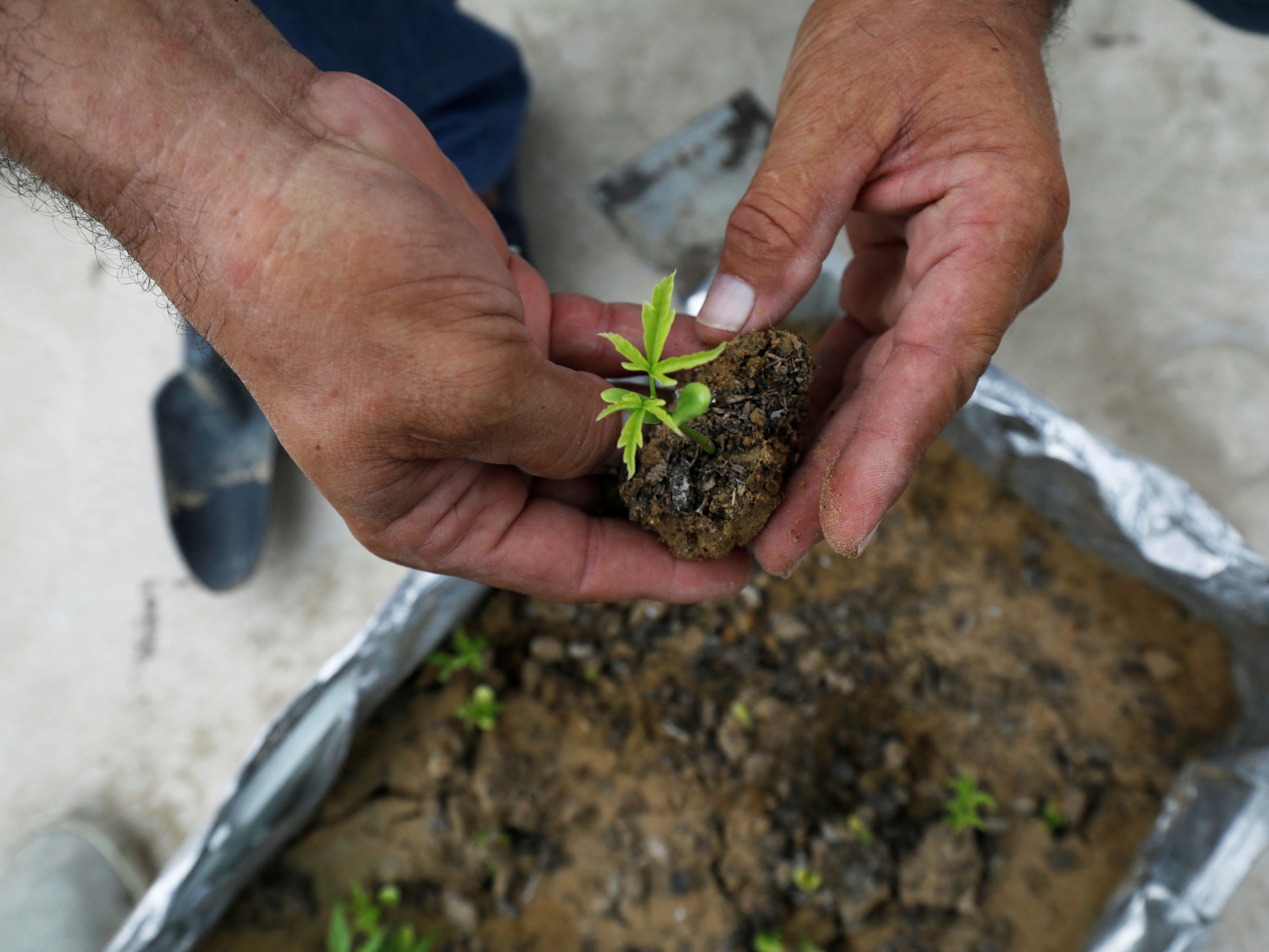 Photos: Pakistan tree plantation pressure amid rising temperatures