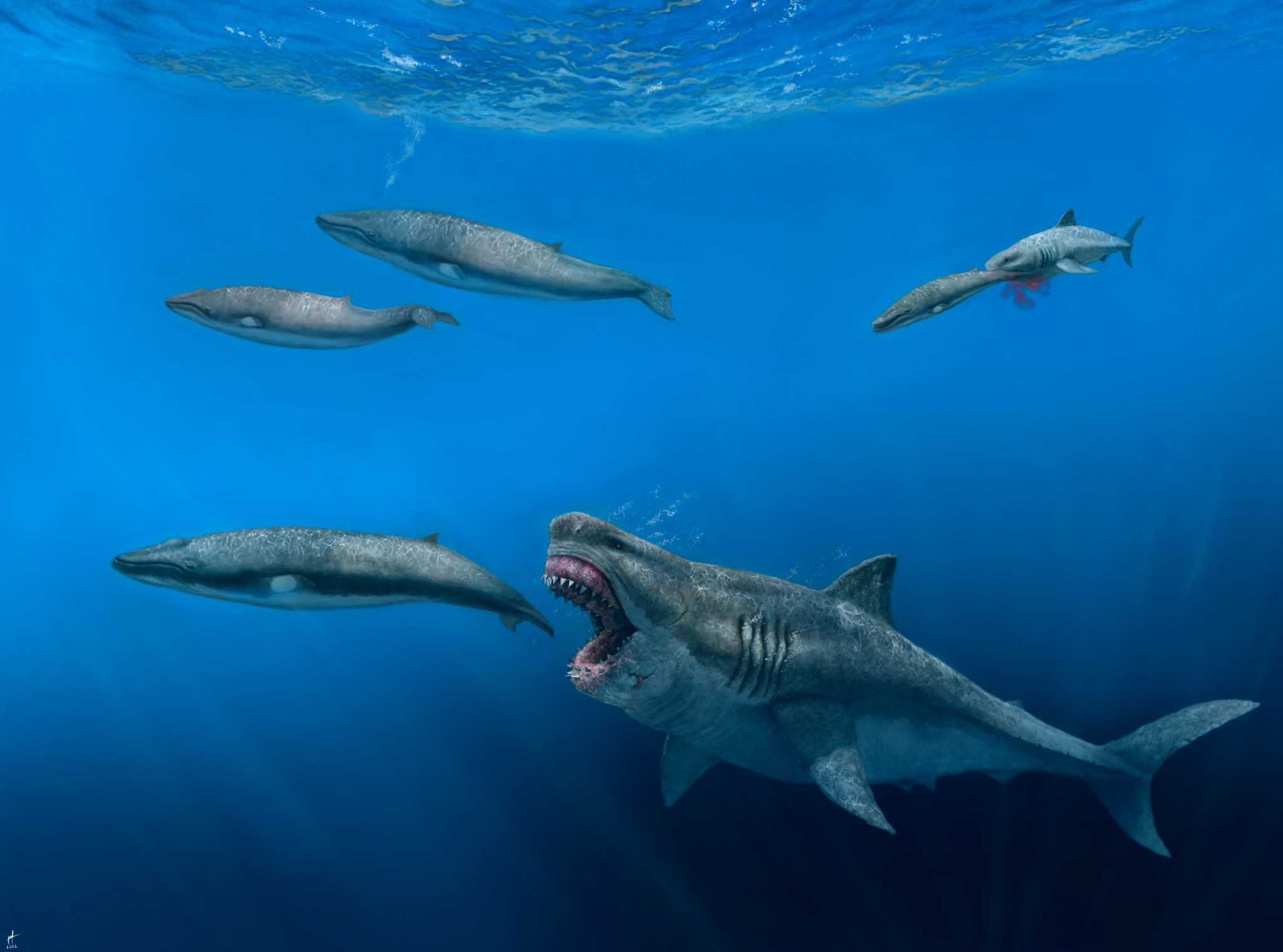 Giant sharks once roamed the seas, feasting on tall meals