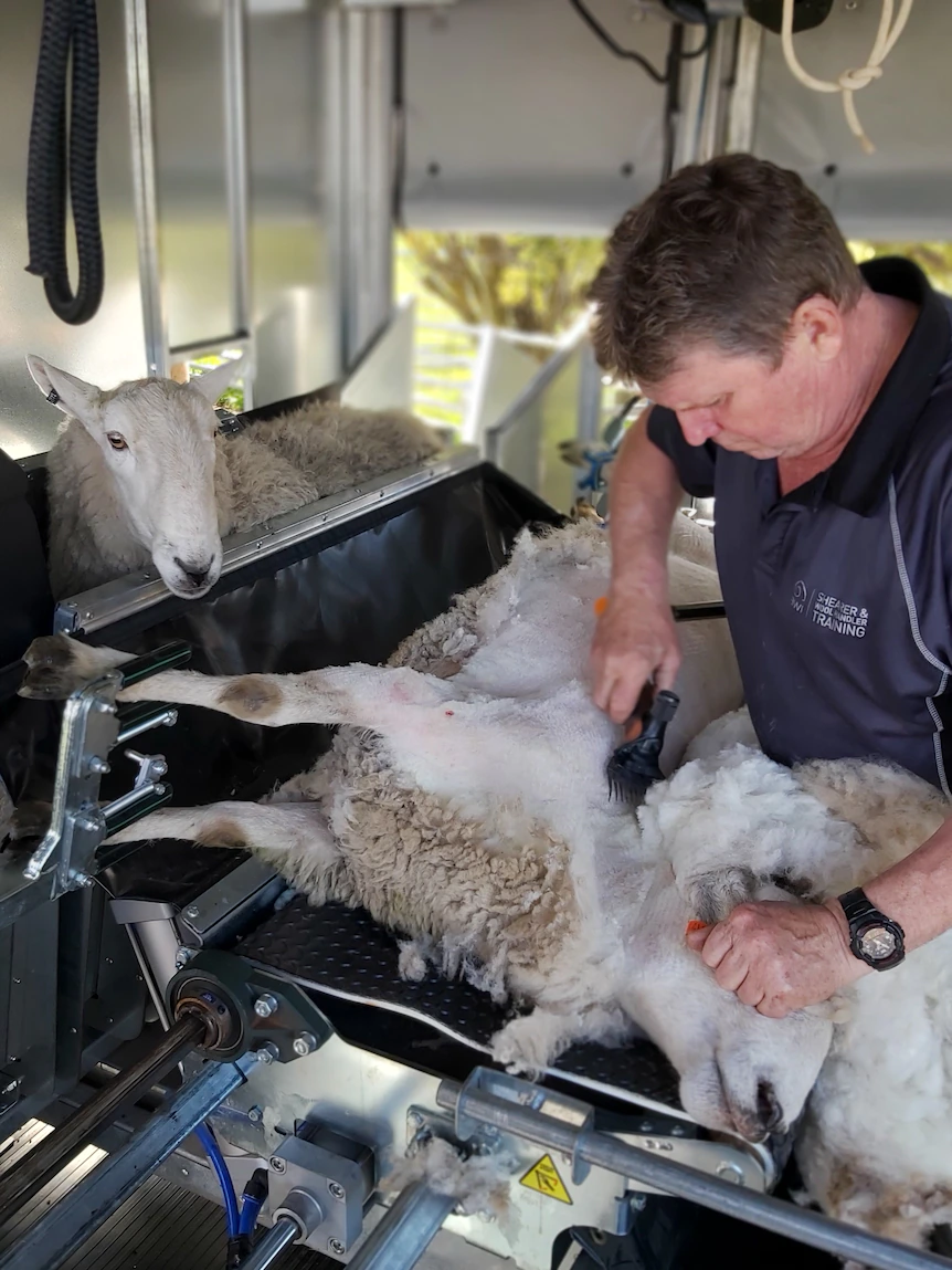 ‘More straightforward on the sheep and us’: Tasmanian shearers safe contain solution to support-breaking work