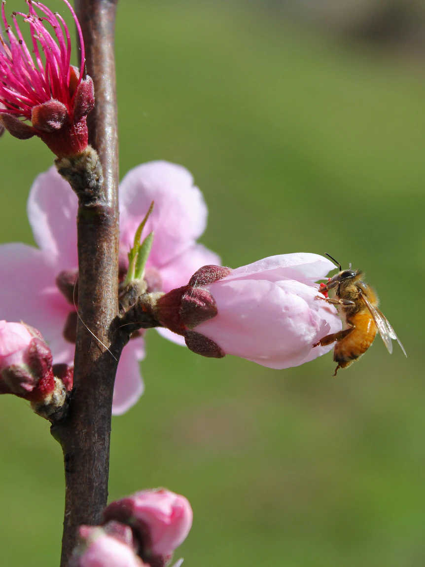 Bumper peach and nectarine sever expected after a hit bee pollination