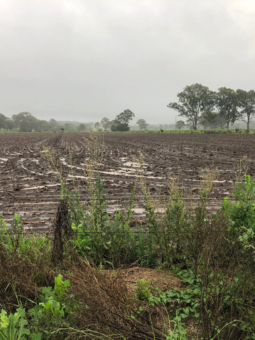 Extra rain delays summer planting as farmers face 50 per cent loss from iciness vegetation