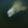 Canada’s Hudson Bay a summer refuge for thousands of belugas