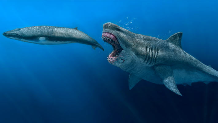 Megalodon used to be Transoceanic Superpredator, New Study Reveals