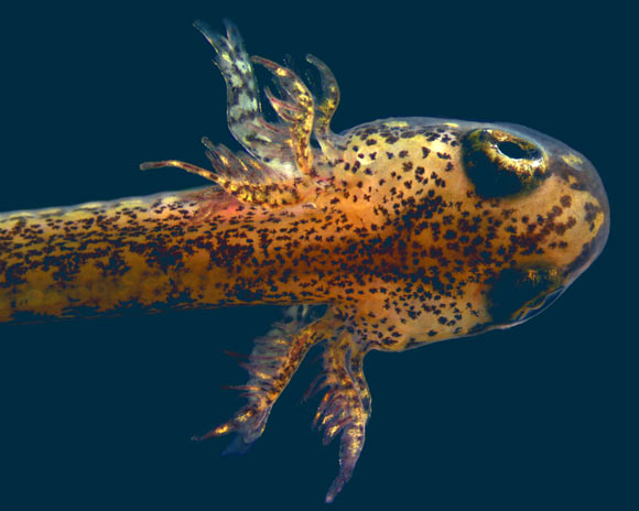 Lungless Salamanders Fabricate Lungs as Embryos, New Look Confirms