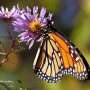 Forecasting the future to lend a hand give protection to monarch butterflies 