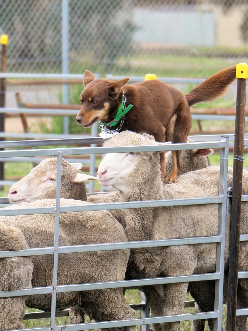 Working dog public sale sees top dog sell for $15,900