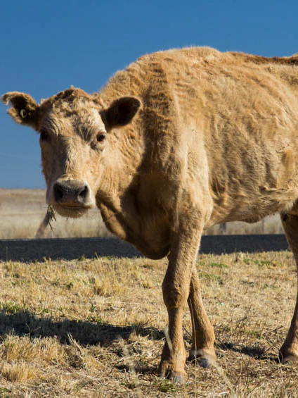 ‘Cardboard’ pastures lead to dozens of livestock ravenous to loss of life