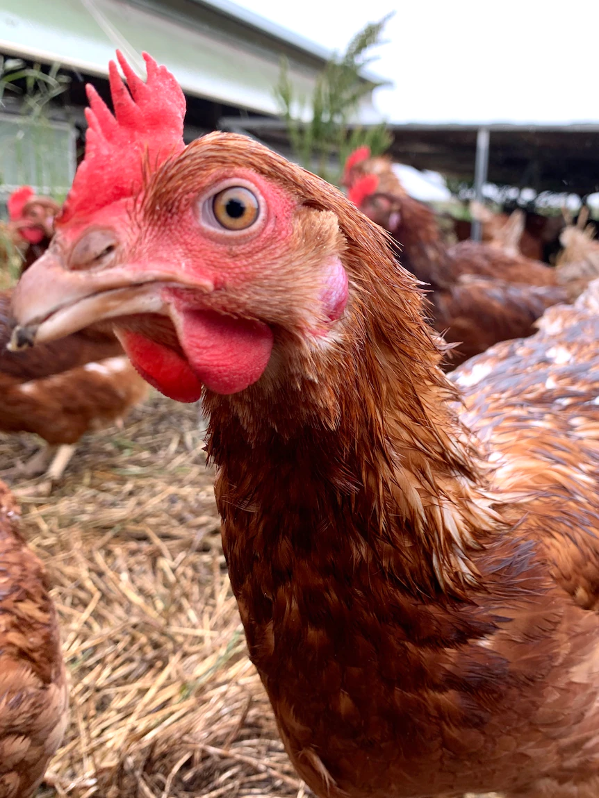 Lives of farmed chickens region to enhance below fresh welfare requirements